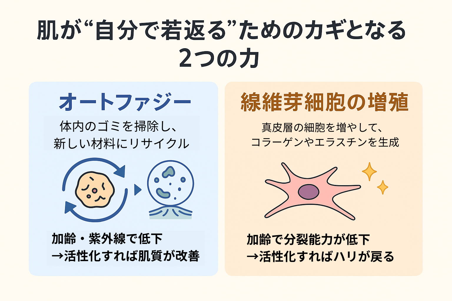 肌の若返りに関わる2つの生物学的プロセスを示す図。左側には細胞の老廃物を分解・再利用するオートファジー、右側にはコラーゲンとエラスチンを生成する線維芽細胞の増殖について説明されている。