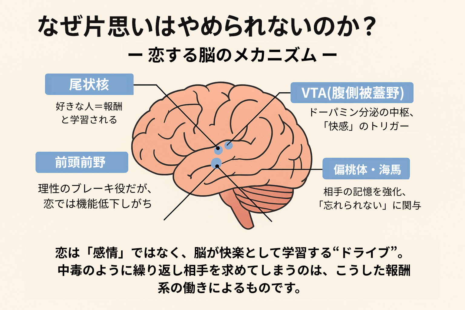脳のイラストと共に、片思いの恋愛感情に関わる脳の部位(尾状核、VTA、扁桃体・海馬、前頭前野)の役割を説明した日本語の図解。